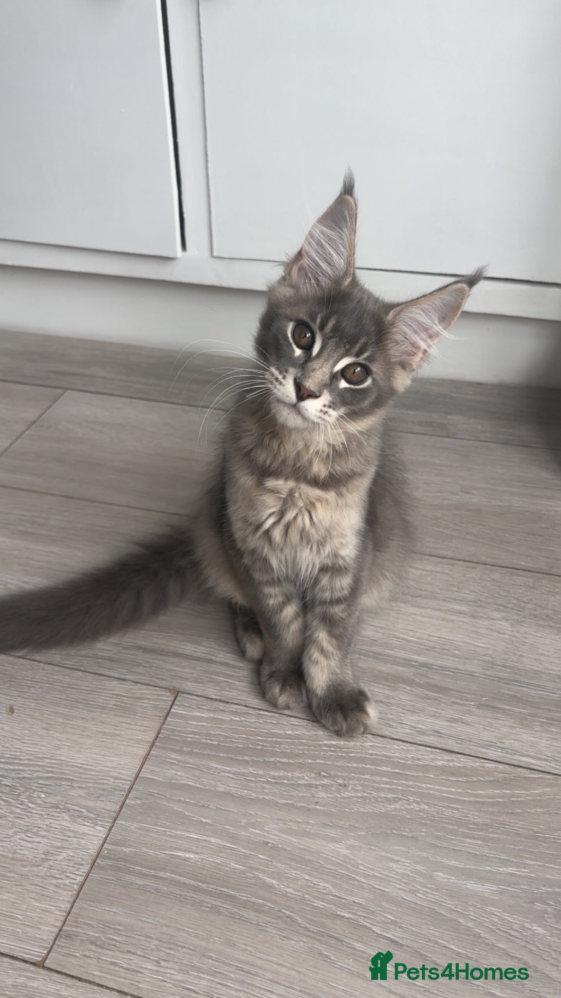 Maine Coon cats Pretty Boy - Advert 17
