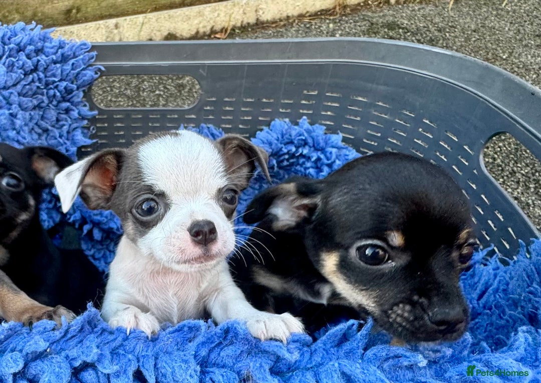 Chihuahua dogs for sale: Adorable chihuahua puppies ready now - Image 2