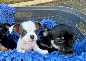 Chihuahua dogs - Advert 9