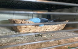 Pigeons birds for sale: Male Romanian Homer Pigeon  in Mansfield - Image 4