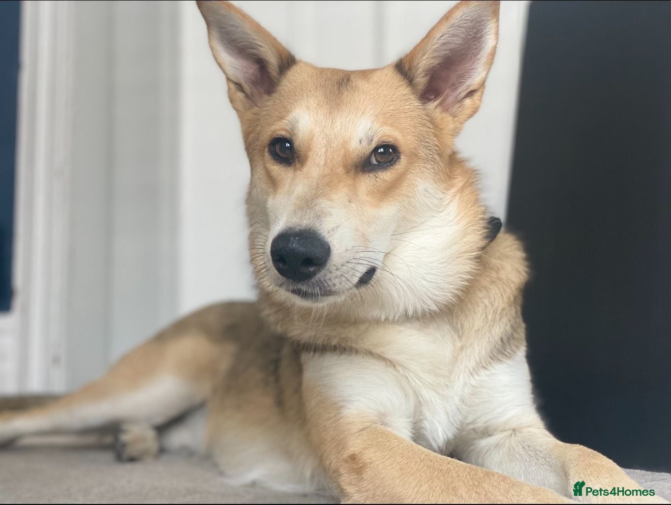 Mixed Breed dogs Handsome Romolus  - Advert 1