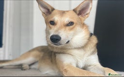 Mixed Breed dogs for adoption: Handsome Romolus  - Image 1