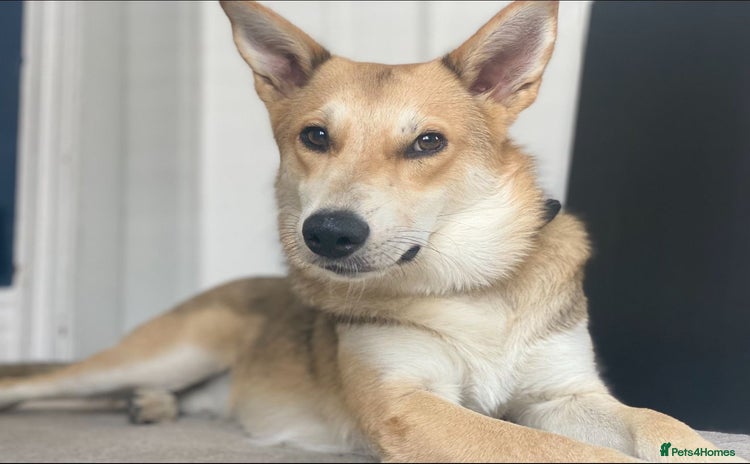 Mixed Breed dogs - Advert 1