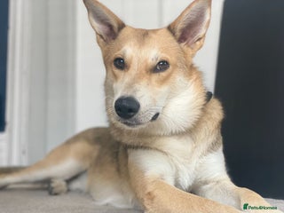 Mixed Breed dogs - Advert 25