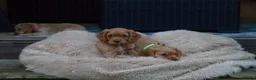 Cocker Spaniel dogs for sale: Gorgeous Working Cocker Spaniel Pups  - Advert 15