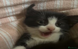 British Longhair cats for sale: 4 kittens ready for there forever home.  in Hyde - Image 1