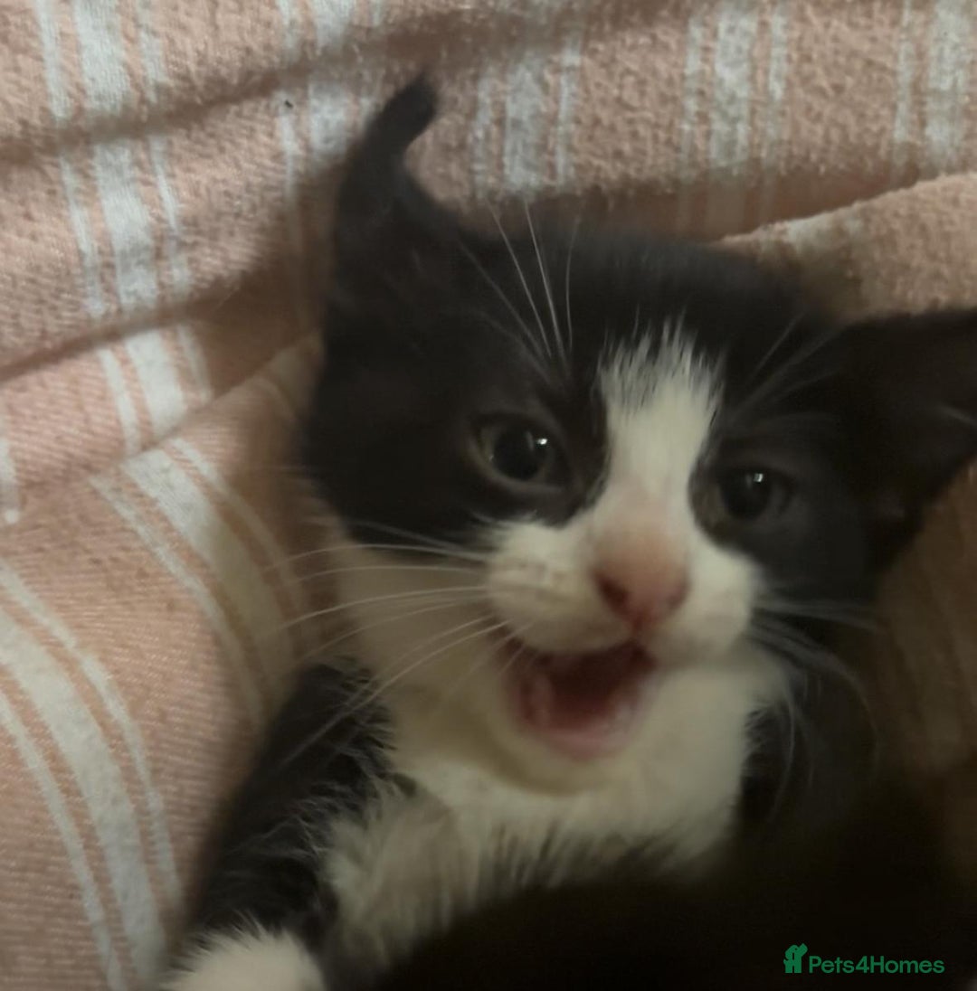 British Longhair cats for sale: 4 kittens ready for there forever home.  in Hyde - Image 1