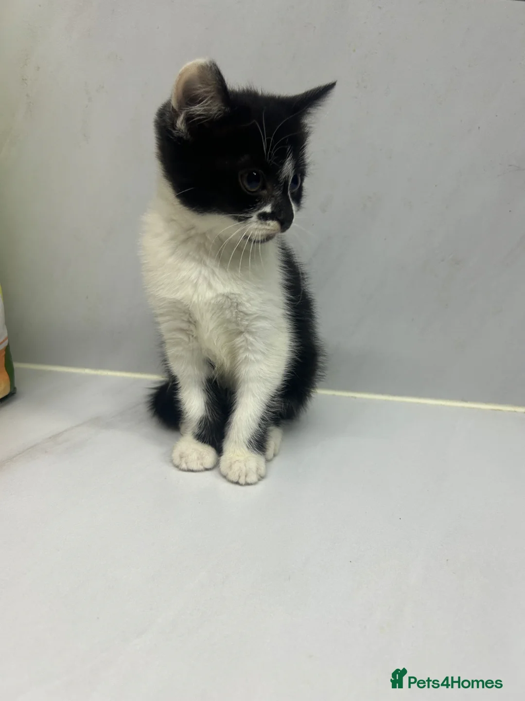 Mixed Breed cats for sale: Half Russian blu - Advert 30