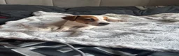 Jack Russell dogs for sale: Beautiful Jack Russell pup - Advert 1