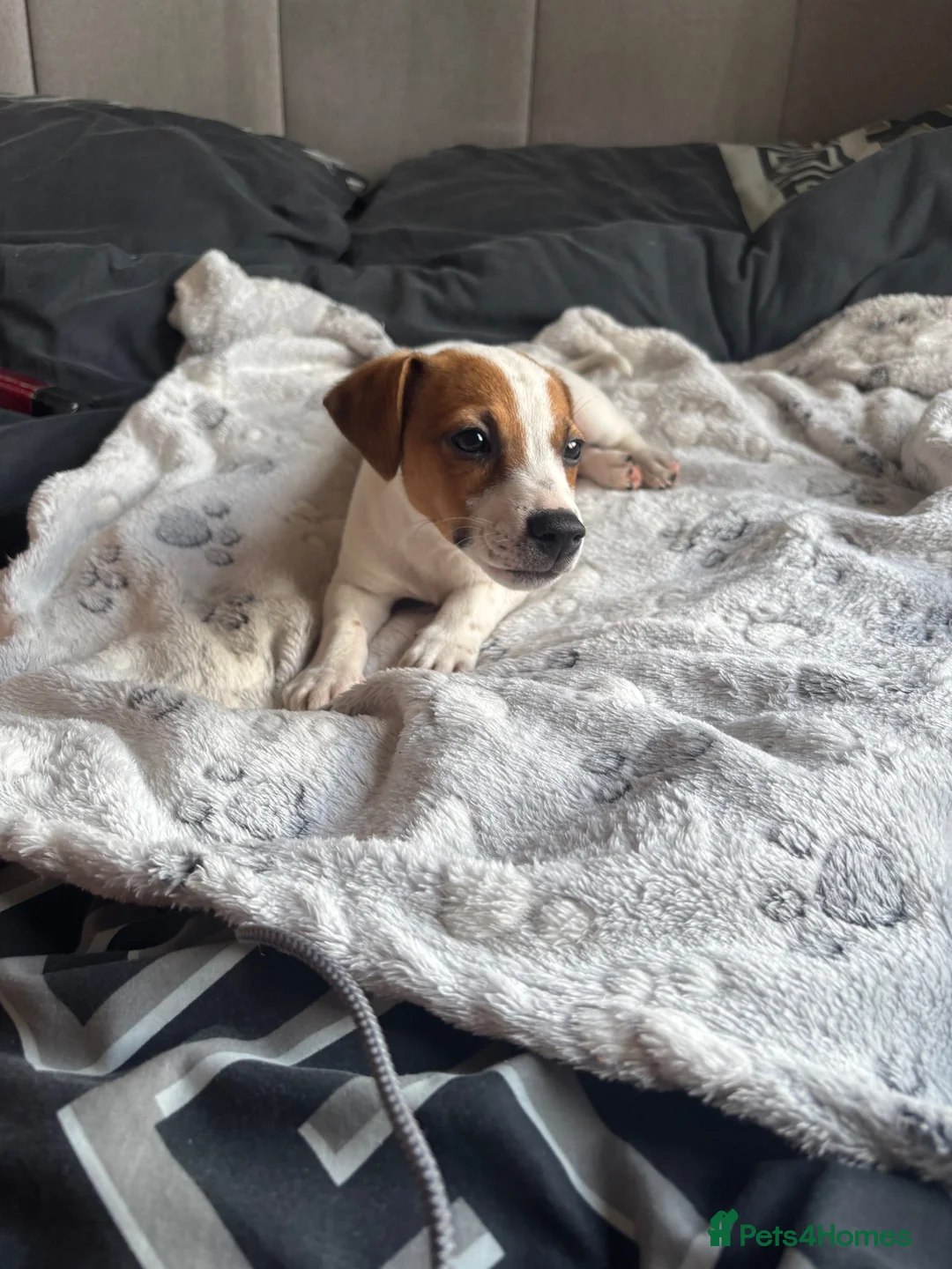 Jack Russell dogs for sale: Beautiful Jack Russell pup - Advert 1