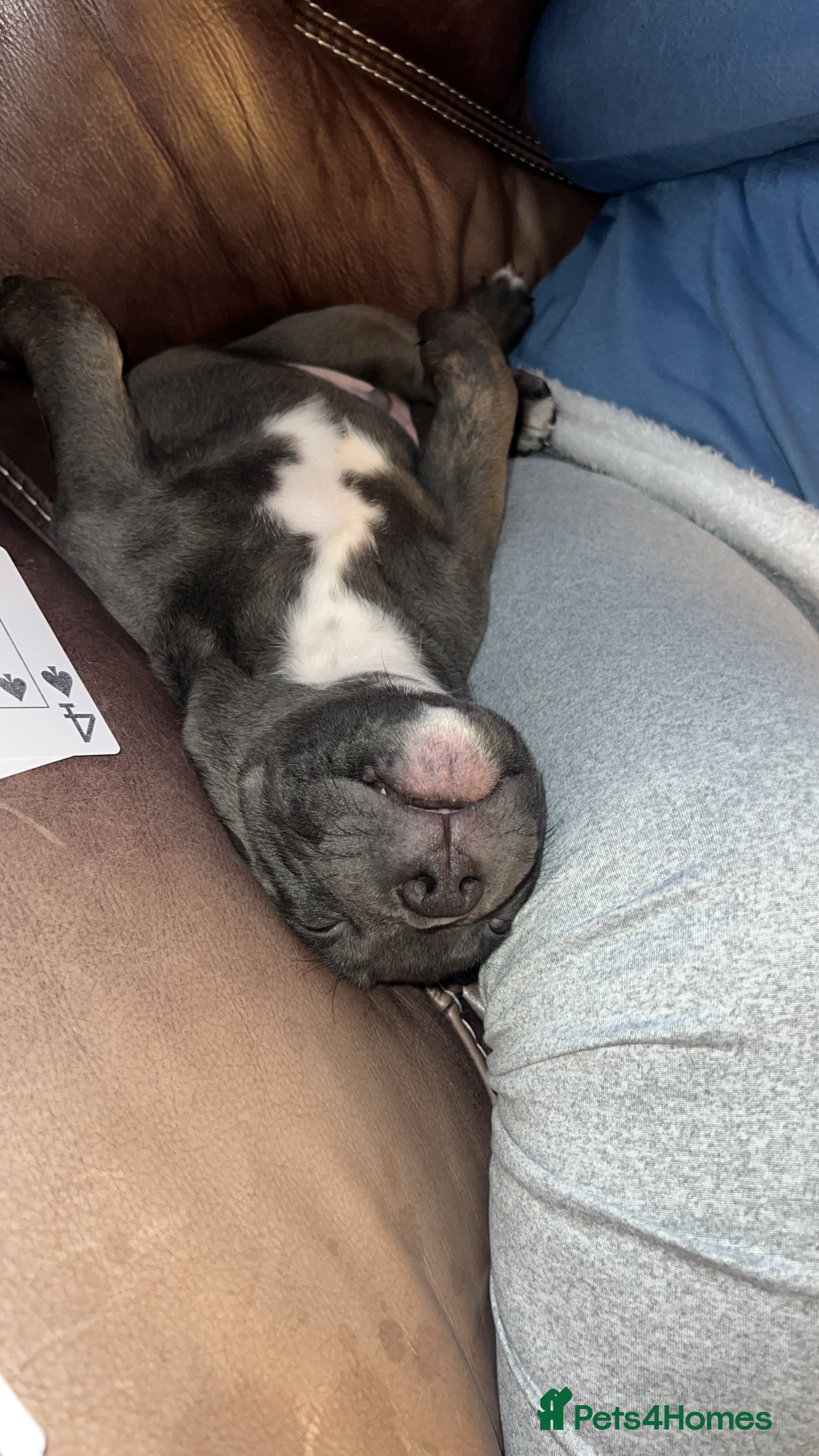 Mixed Breed dogs American Bully/ Cane Corso Pups  - Advert 1