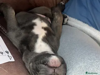 Mixed Breed dogs American Bully/ Cane Corso Pups - Advert 4