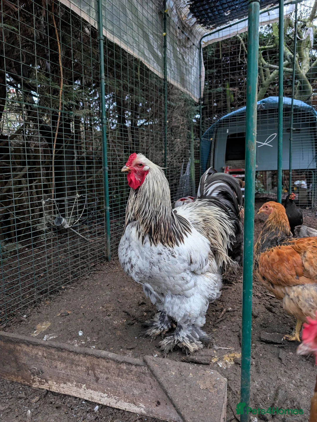 Chickens poultry for sale: POL Brahma Hens for Sale - Advert 5