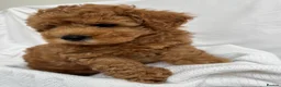 Cavapoo dogs for sale: Extensively Tested Toy - Ready this weekend  - Advert 10