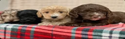Cockapoo dogs for sale: STUNNING COCKAPOO PUPPIES READY NOW - Advert 7