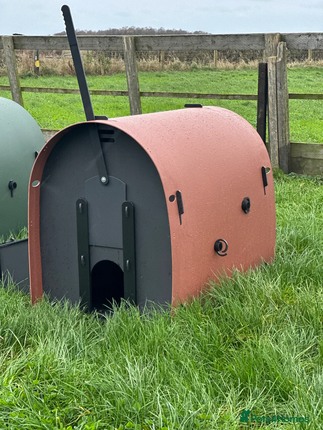 Mixed Breed poultry for sale: Hen House - Recycled - 6 Large Hens - Advert 4