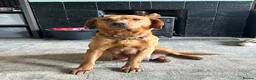 Labrador Retriever dogs for sale: Quality Fox Red Labrador pups KC reg  - Advert 2