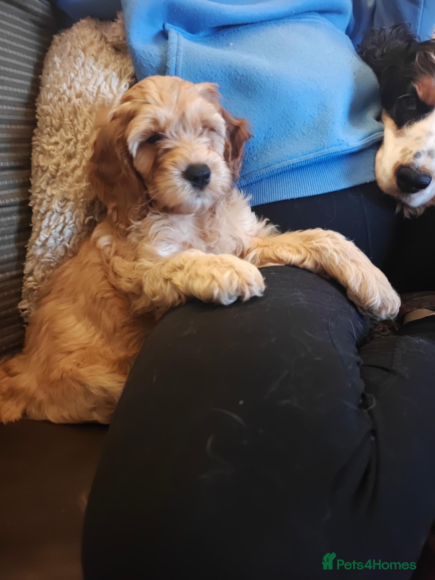 Cockapoo dogs for sale: Gorgeous F1B Cockapoo girl puppy Ready Now - Advert 2