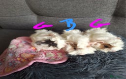 Guinea Pig rodents for sale: 😍 Lovely sows and one boar 💚  - Image 2