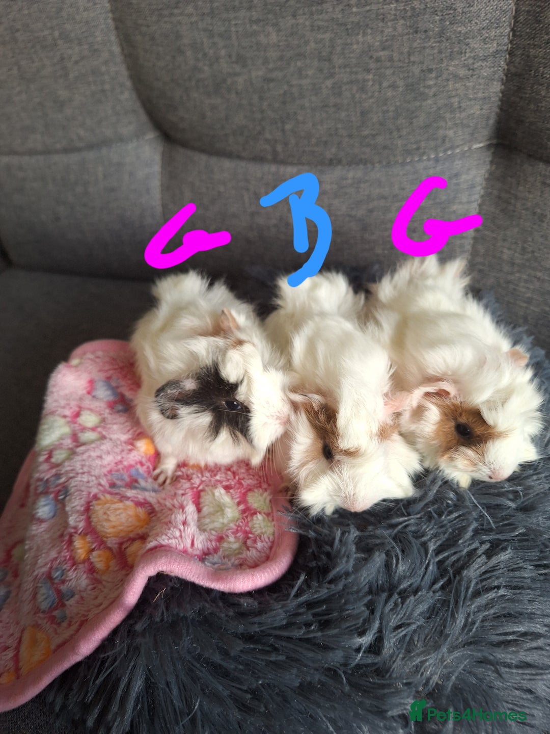 Guinea Pig rodents for sale: 😍 Lovely sows and one boar 💚  - Image 2