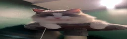 Ragdoll cats for sale: Gorgeous Ragdoll kittens for sale - Advert 2