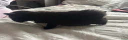Mixed Breed cats for sale: Black kittens  - Advert 6