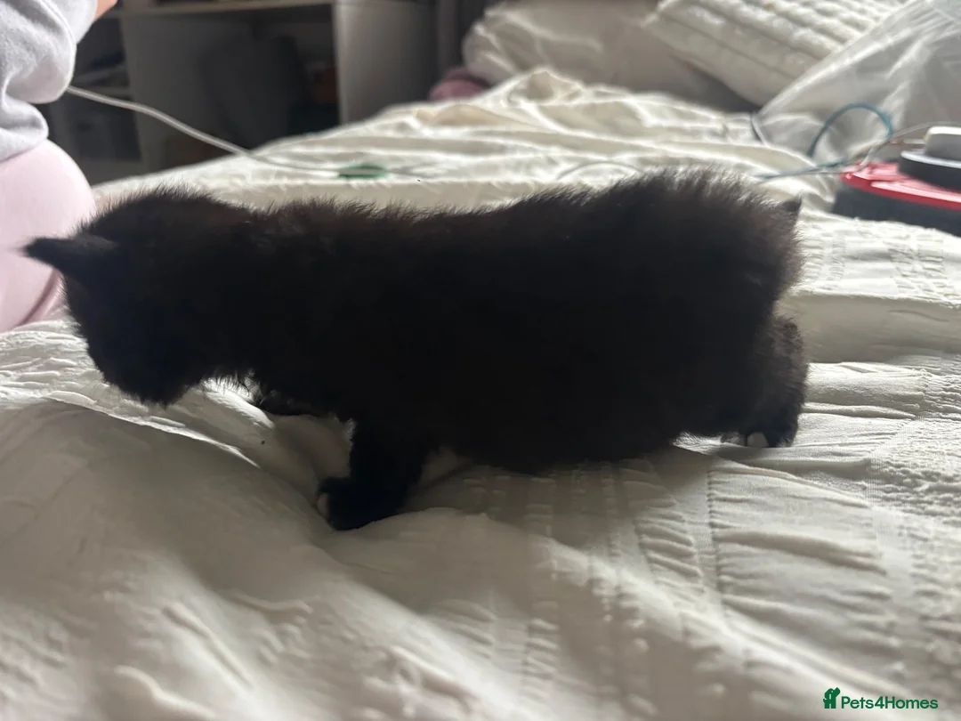 Mixed Breed cats for sale: Black kittens  - Advert 6