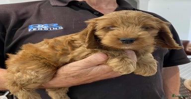 Cockapoo dogs - Advert 1