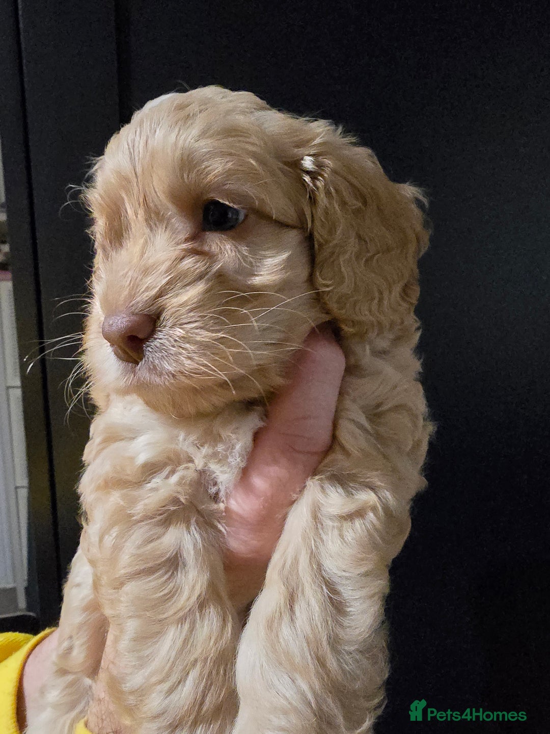 Cockapoo dogs for sale: F1 cockapoo puppies - extensive health tests - Advert 5