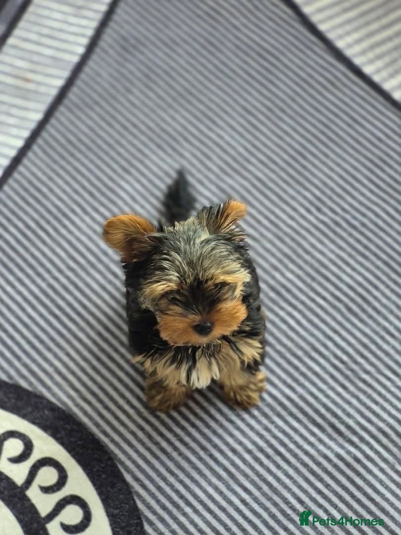 Yorkshire Terrier dogs Gorgeous mini yorkie girl - Advert 5