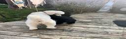 Standard Poodle dogs for sale: Standard poodle pups for sale  in Basildon - Advert 5