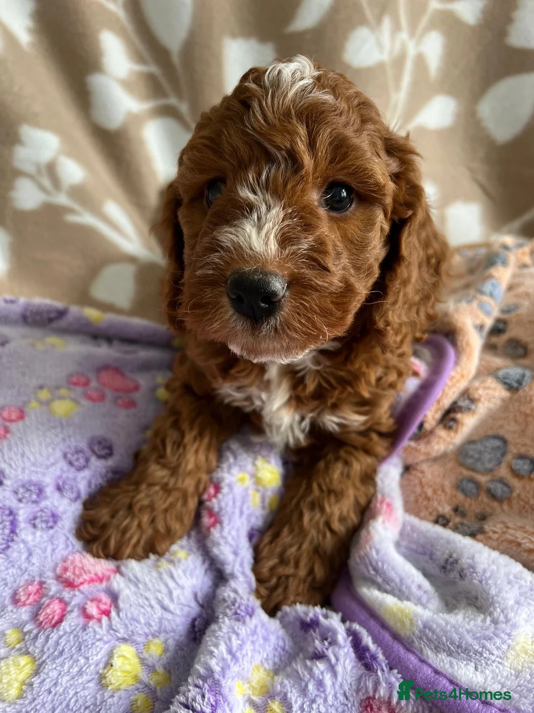 Cavapoo dogs for sale: Beautiful Cavapoo puppies 🐶  - Advert 1