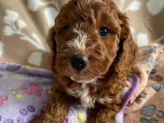Cavapoo dogs Beautiful Cavapoo puppies 🐶 - Advert 9