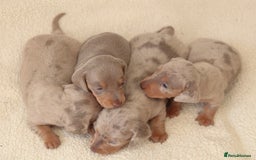 Miniature Dachshund dogs for sale:  🌟5StarsLicense+Holistic+KC+VetChecked+PRA Clear+ - Image 7