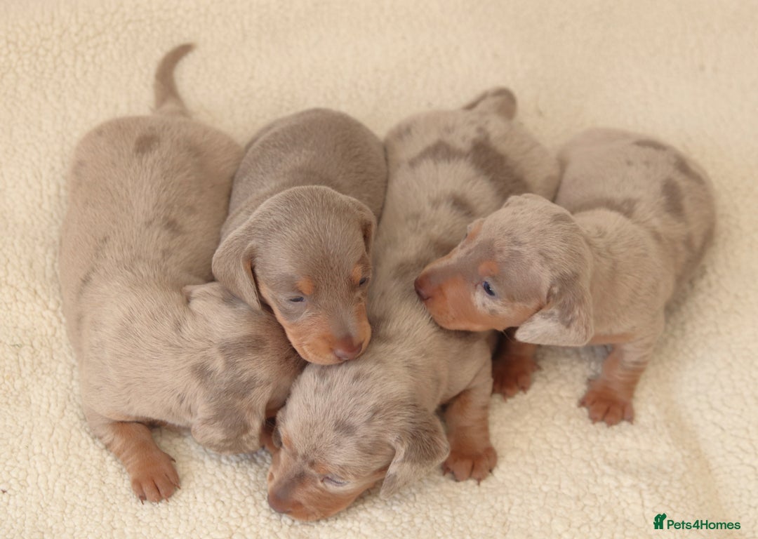 Miniature Dachshund dogs for sale:  🌟5StarsLicense+Holistic+KC+VetChecked+PRA Clear+ - Image 7