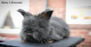 Angora rabbits - Advert 4