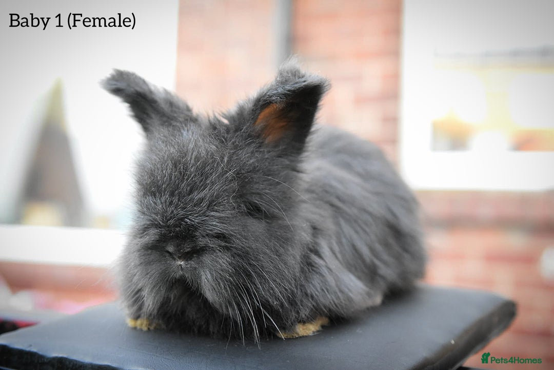 Angora rabbits for sale: French Imported Pedigree English Angoras - Advert 3