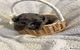 Jackapoo dogs for sale: Beautiful jackapoo’s  - Image 9