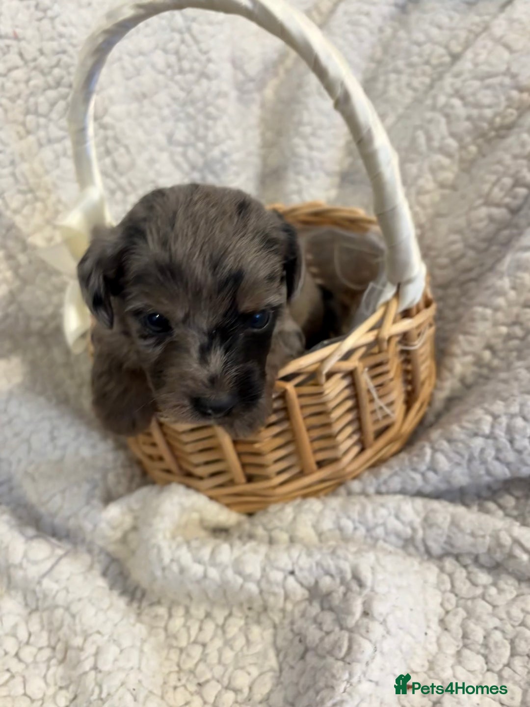 Jackapoo dogs for sale: Beautiful jackapoo’s  - Image 9