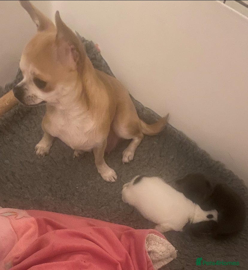 Chihuahua dogs Two chihuahua girls - Advert 1