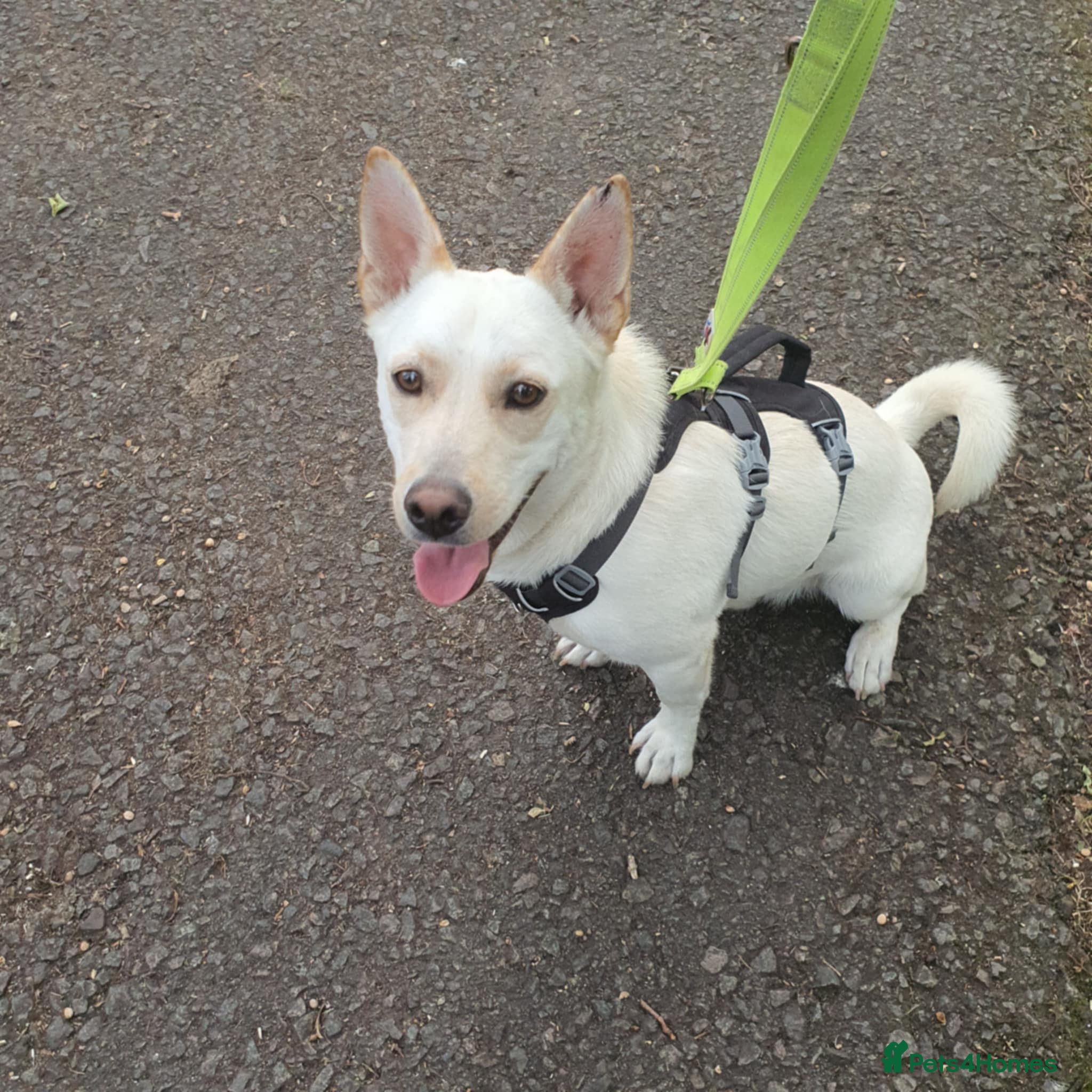 Mixed Breed dogs Leo wants a perfect home - Advert 1