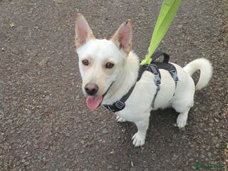 Mixed Breed dogs Leo wants a perfect home - Advert 5