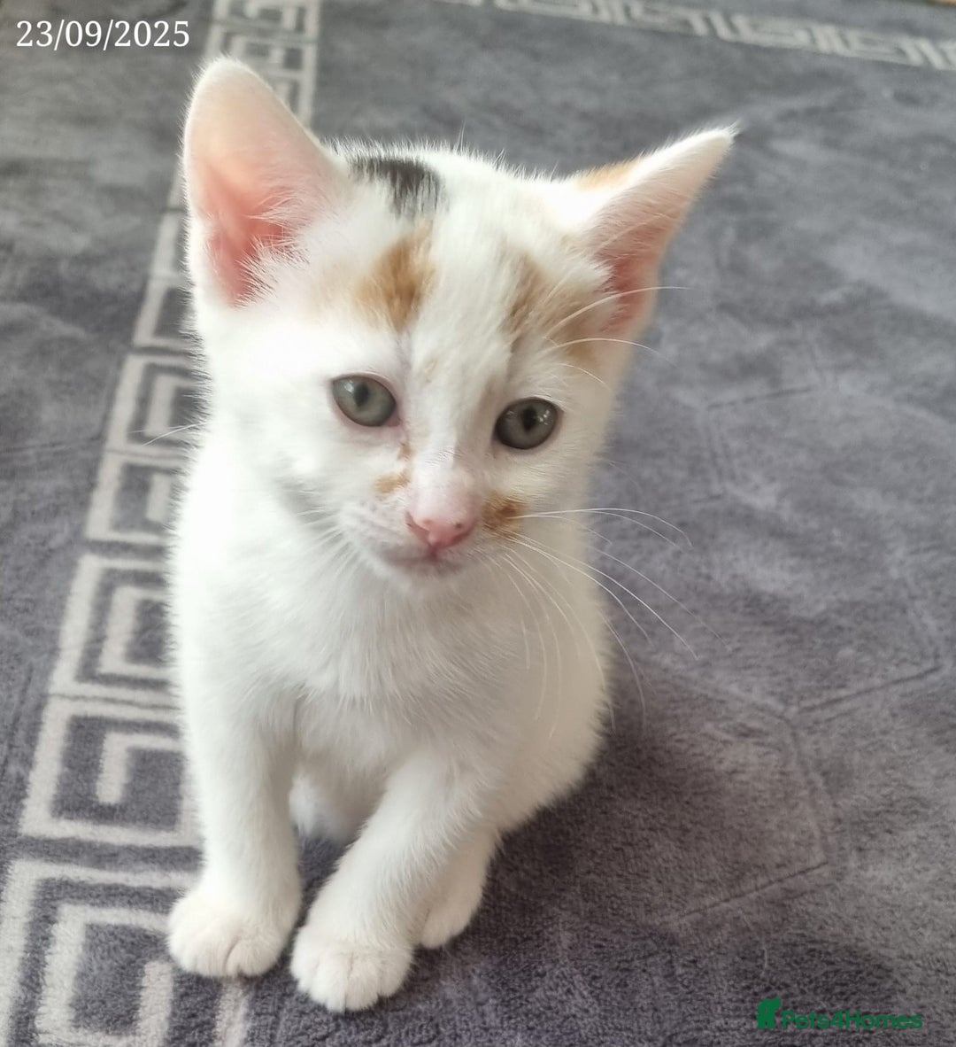 Domestic Shorthair cats for sale: 🐾2 Adorable Kittens Looking for Loving Homes🐾 - Image 3