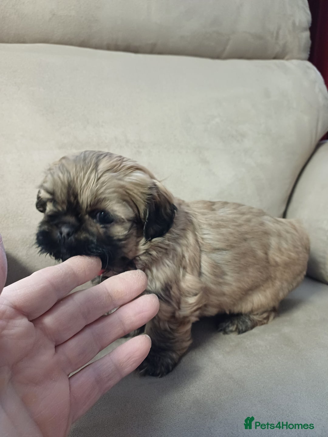 Shih Tzu dogs for sale: SHIH TZU litter. Ready 15/01/2026 - Advert 5