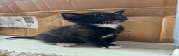 Mixed Breed cats for sale: Black and white kittens for sale - Advert 8