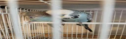 Budgerigars birds for sale: Breeding pair of exhibition budgies  - Advert 2