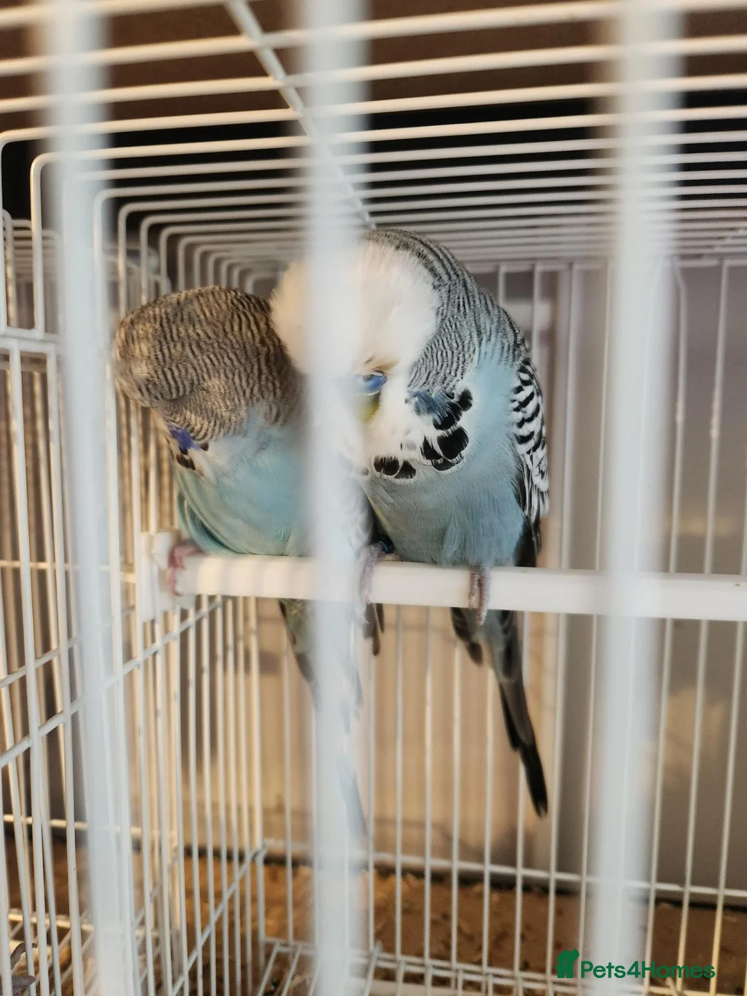 Budgerigars birds for sale: Breeding pair of exhibition budgies  - Advert 2