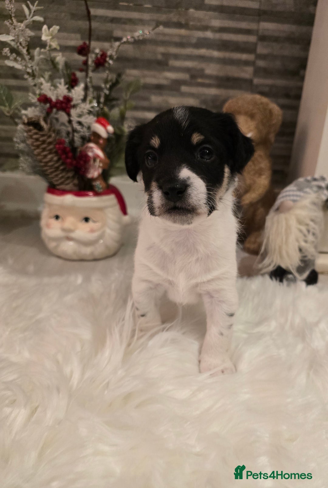 Mixed Breed dogs for sale: Five beautiful Jack Russel puppies for sale - Advert 20