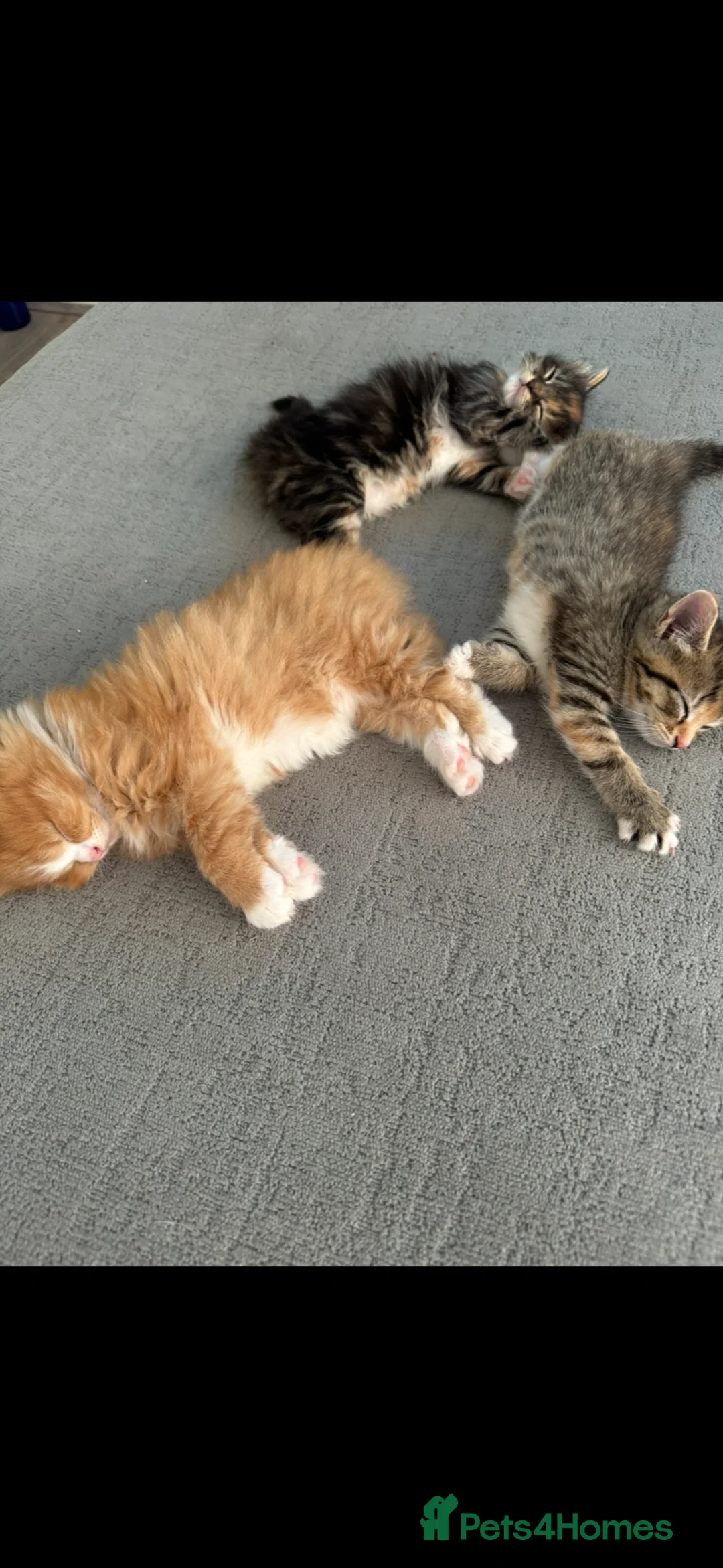 British Longhair cats for sale: ❤️ beautiful joyful fur babies ❤️ - Advert 2