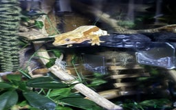 Gecko reptiles for sale: Female lilly white gecko and set up  - Image 4